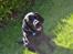 Labrador retriever Yellowstone Butler *DØD*
