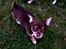 Chihuahua Mighty Draco