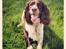 Engelsk springer spaniel Arki
