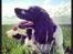 Engelsk springer spaniel Arki