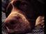 Engelsk springer spaniel Arki