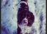 Engelsk springer spaniel Arki