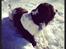 Engelsk springer spaniel Arki