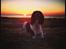 Engelsk springer spaniel Arki