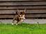 Chihuahua Mighty Draco