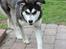 Alaskan malamute nala - nyt taget den 06-05-13