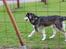Alaskan malamute nala - nyt