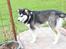 Alaskan malamute nala - nyt