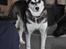 Alaskan malamute nala - nyt