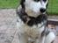 Alaskan malamute nala - nyt