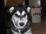 Alaskan malamute nala
