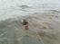 Blanding af racer Lilo - Vandhund 