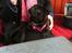Mops Berta