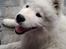 Samojedhund Bamse - Se det er et ægte samojede smil ;) 
