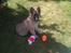 Blanding af racer Chico - Chico hos mormor - 07-06-2013