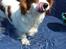 Cavalier king charles spaniel Merle