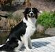 Border collie Aiko