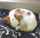 Cavalier king charles spaniel Bailey