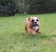 Engelsk bulldog Nobozz Maximus aka Maxi Børge