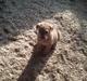 Labrador retriever leela Timber Road
