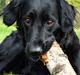 Labrador retriever / Flat coat - Bella