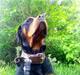 Rottweiler Jackie