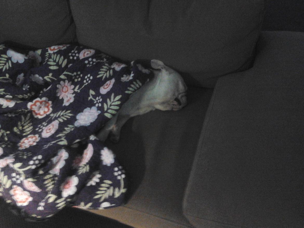 Fransk bulldog BABO billede 12