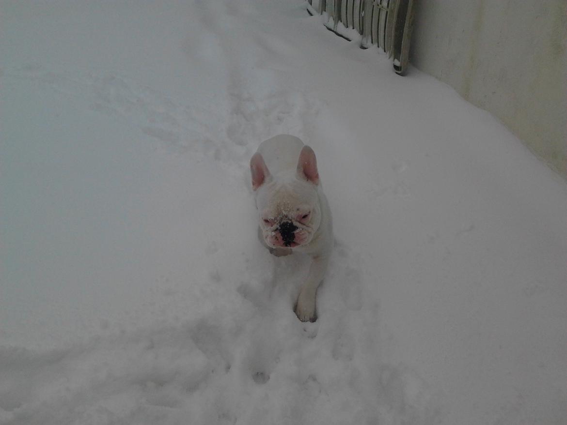 Fransk bulldog BABO billede 15