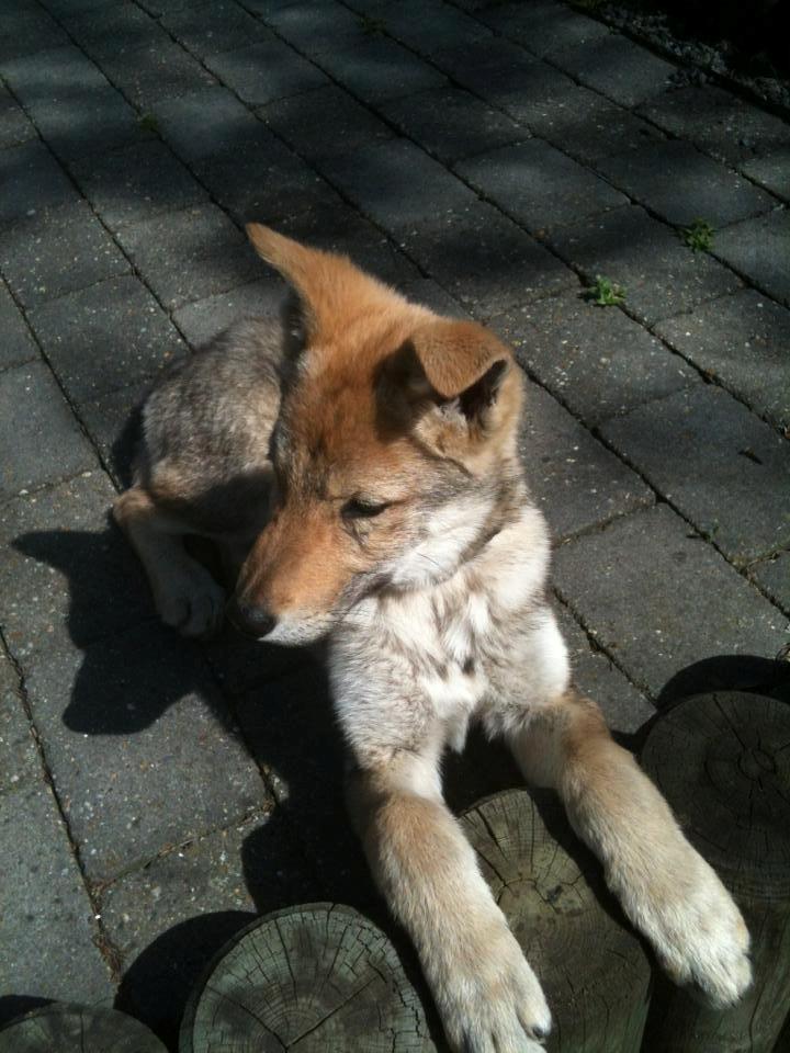 Tjekkoslovakisk ulvehund Bertrand's Gotto billede 4