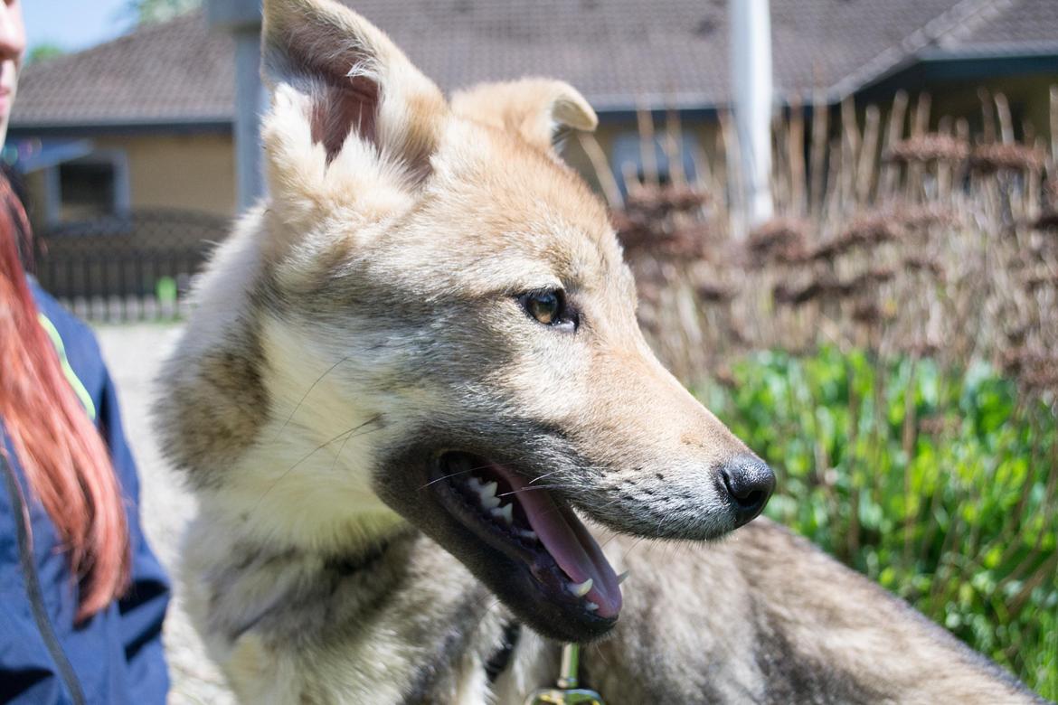 Tjekkoslovakisk ulvehund Bertrand's Gotto billede 5