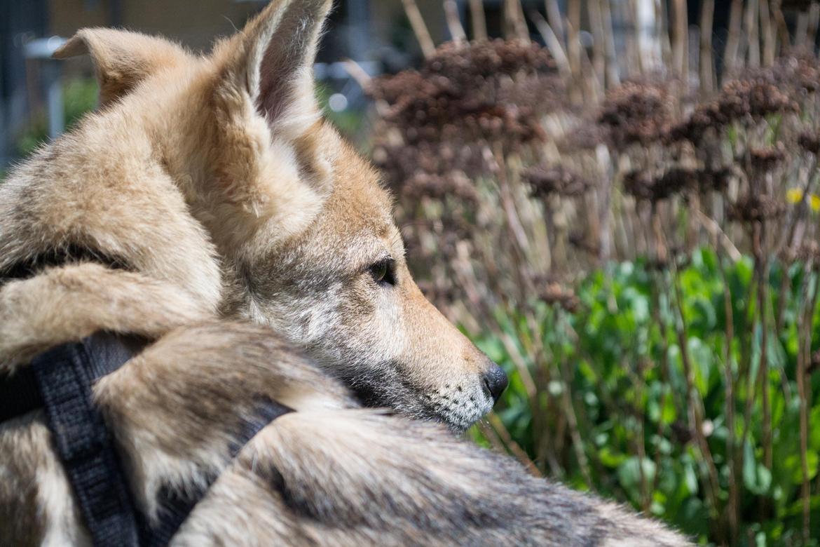 Tjekkoslovakisk ulvehund Bertrand's Gotto billede 6