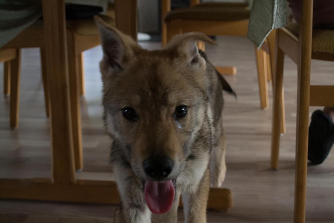 Tjekkoslovakisk ulvehund Bertrand's Gotto billede 8