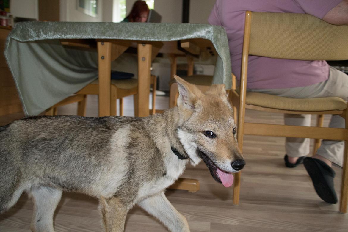 Tjekkoslovakisk ulvehund Bertrand's Gotto billede 9