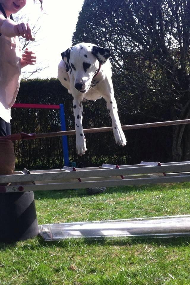 Dalmatiner Mille billede 12