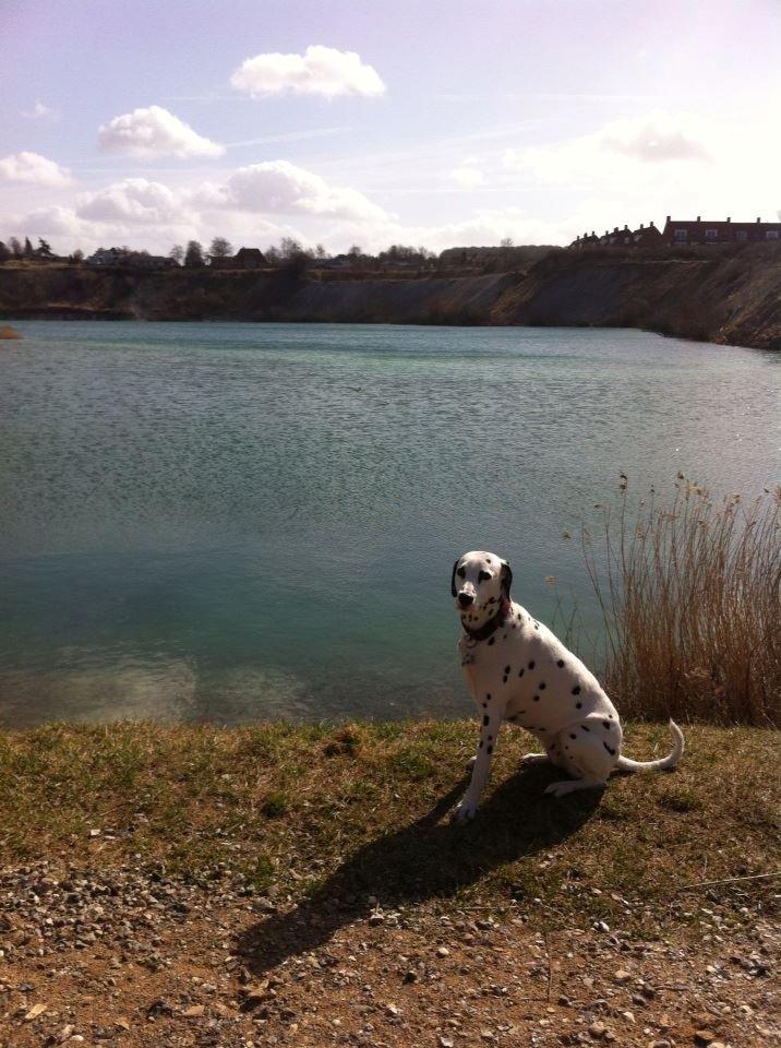 Dalmatiner Mille billede 13