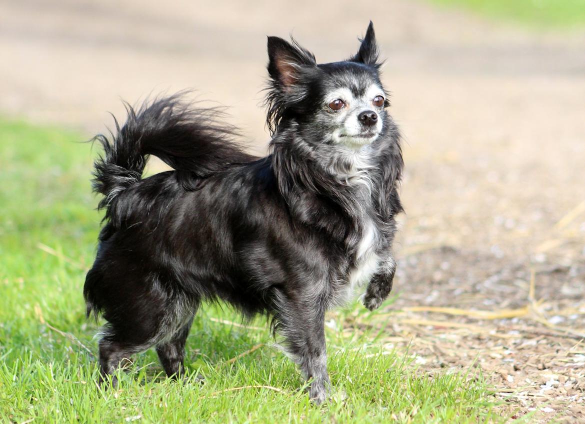 Chihuahua Tinkerbell De La Bella De Luna - 2013 taget af søde camilla n billede 1