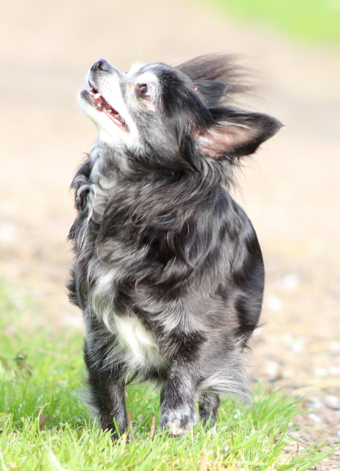 Chihuahua Tinkerbell De La Bella De Luna billede 14