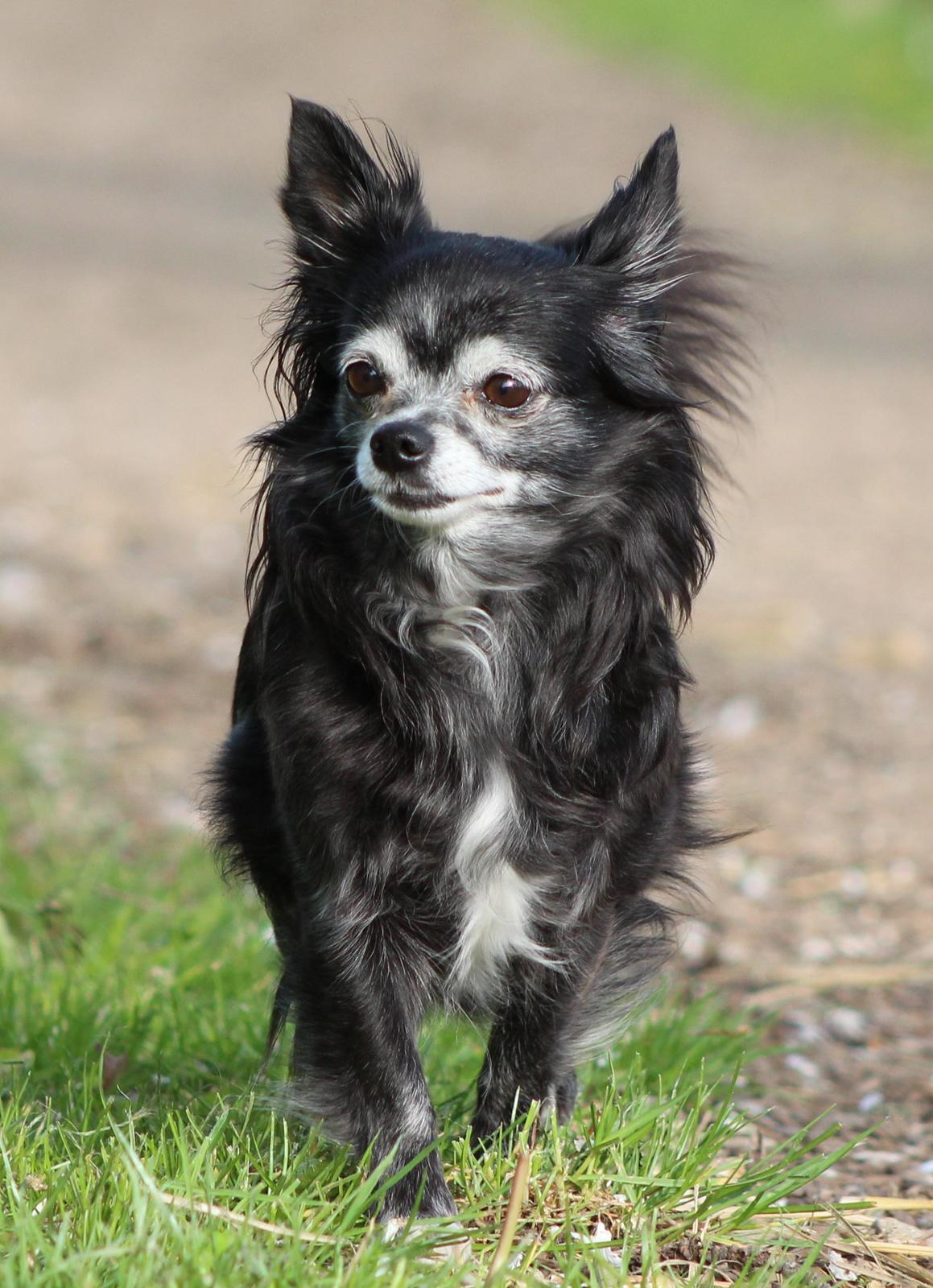 Chihuahua Tinkerbell De La Bella De Luna - elsker den hund <3 taget af camilla n billede 2