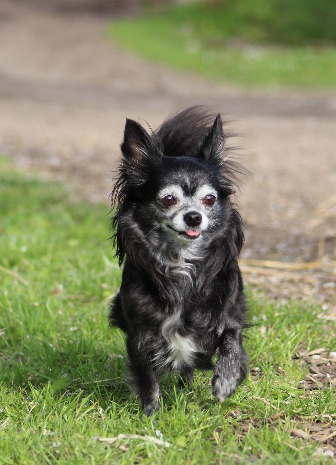 Chihuahua Tinkerbell De La Bella De Luna billede 15