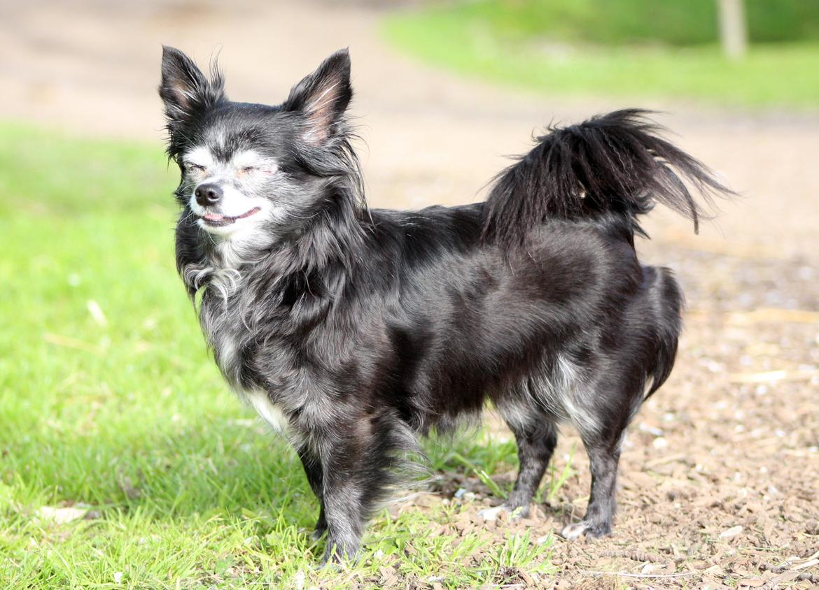 Chihuahua Tinkerbell De La Bella De Luna billede 16