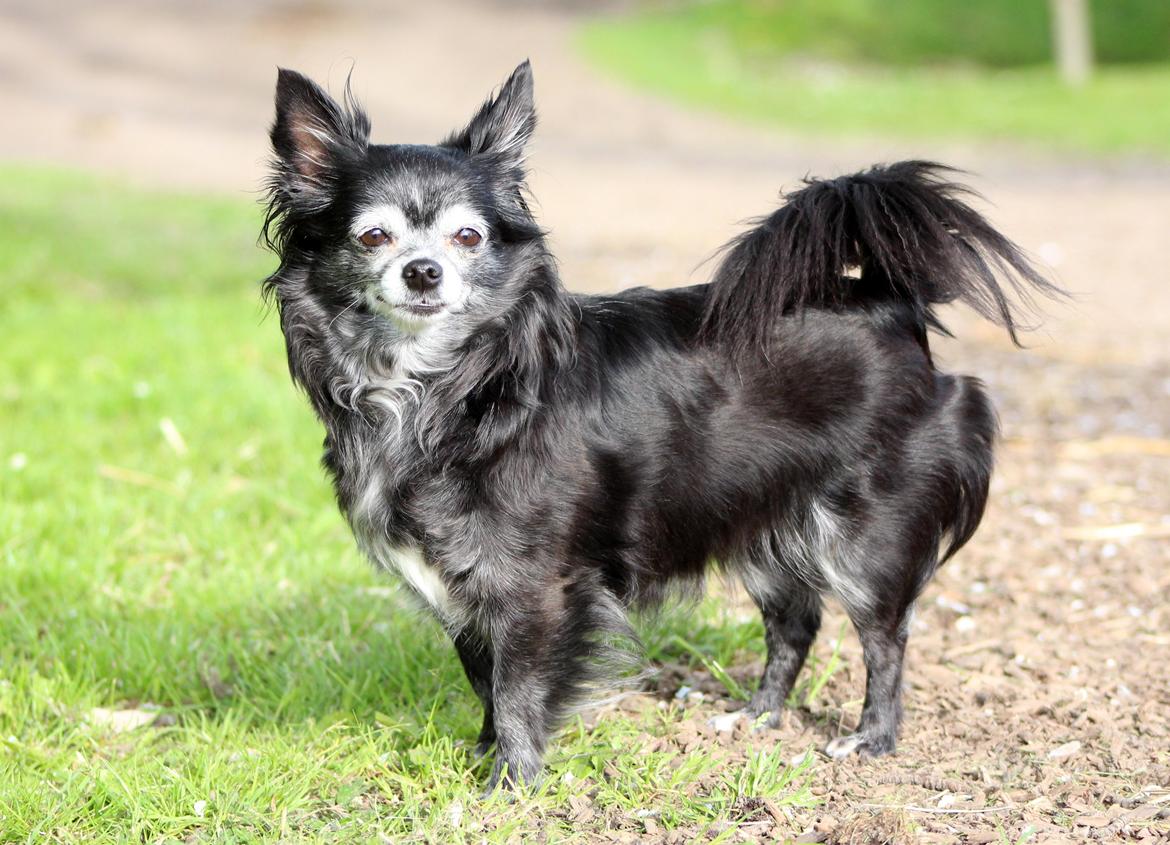 Chihuahua Tinkerbell De La Bella De Luna billede 17