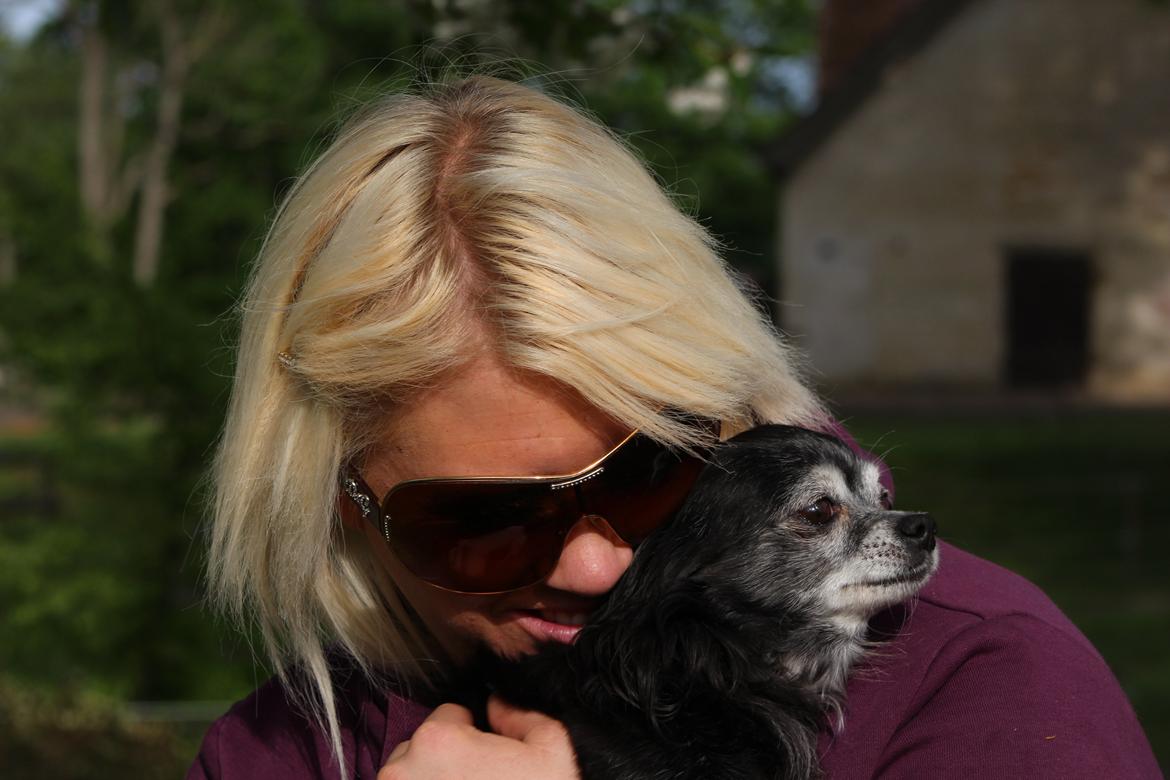 Chihuahua Tinkerbell De La Bella De Luna billede 18