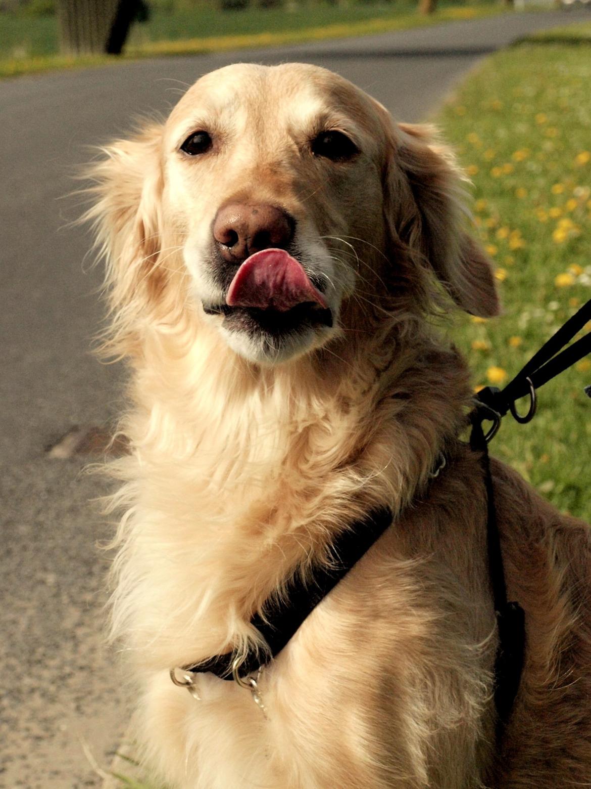 Golden retriever Rosengårdens Soffy billede 1