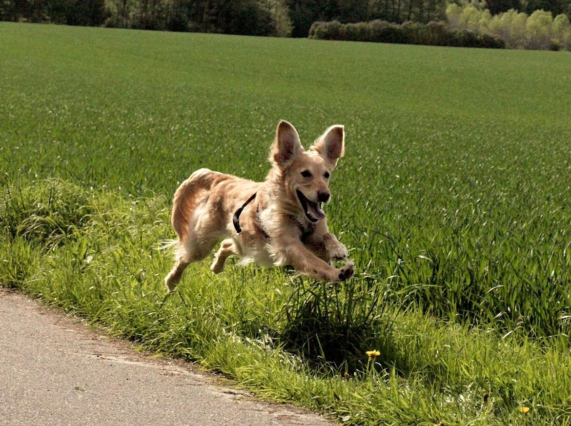 Golden retriever Rosengårdens Soffy billede 9