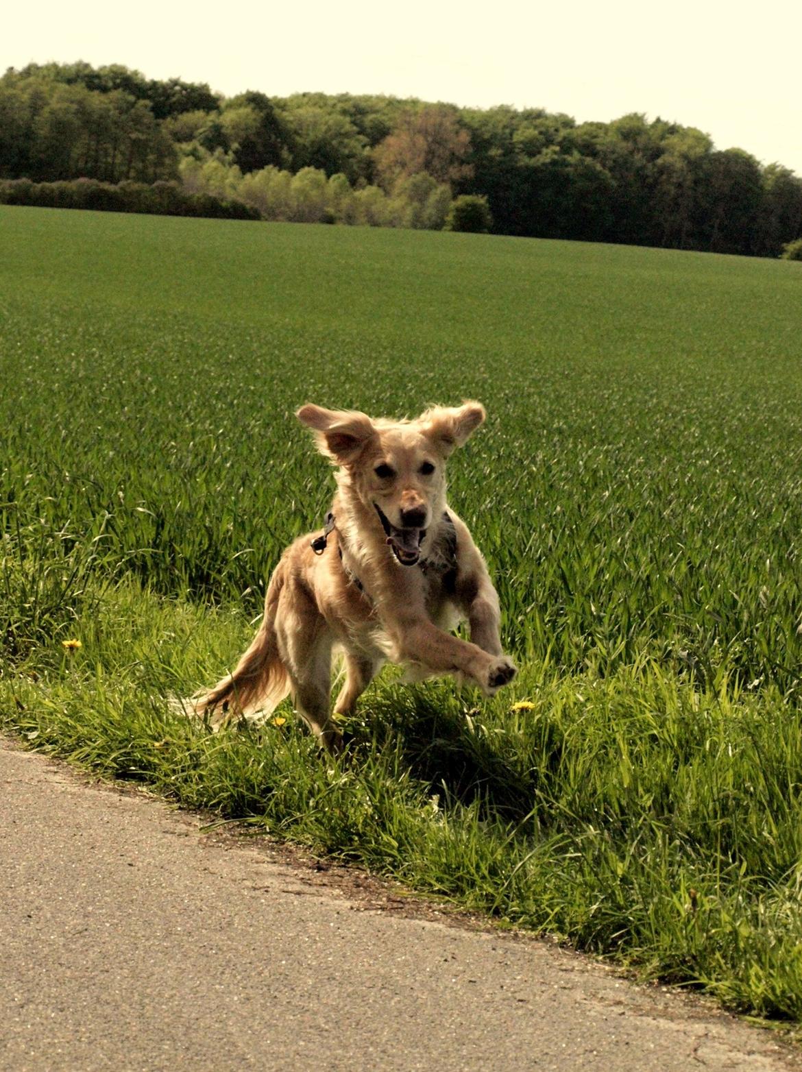 Golden retriever Rosengårdens Soffy billede 4