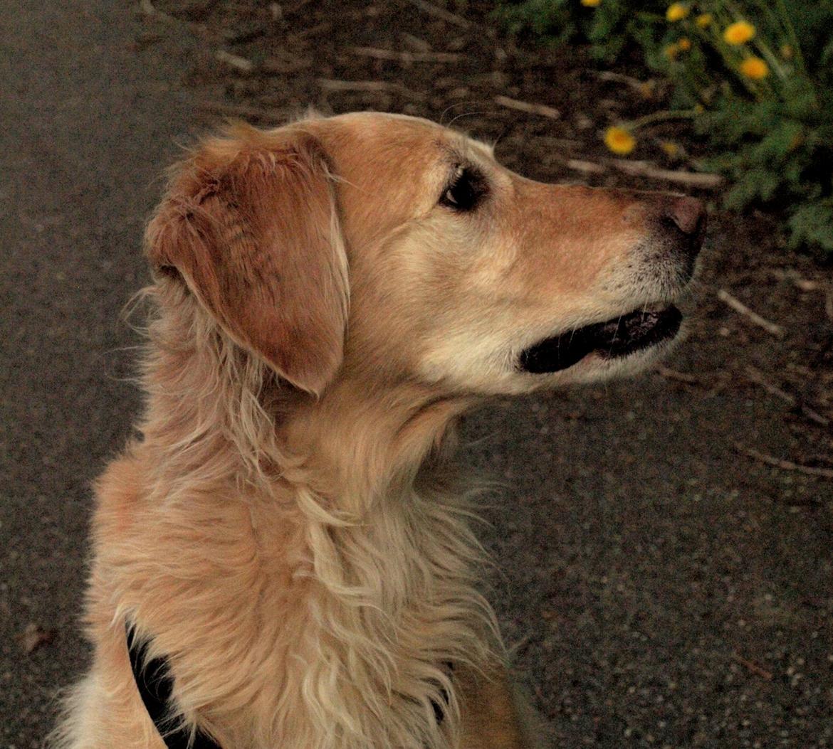 Golden retriever Rosengårdens Soffy billede 10