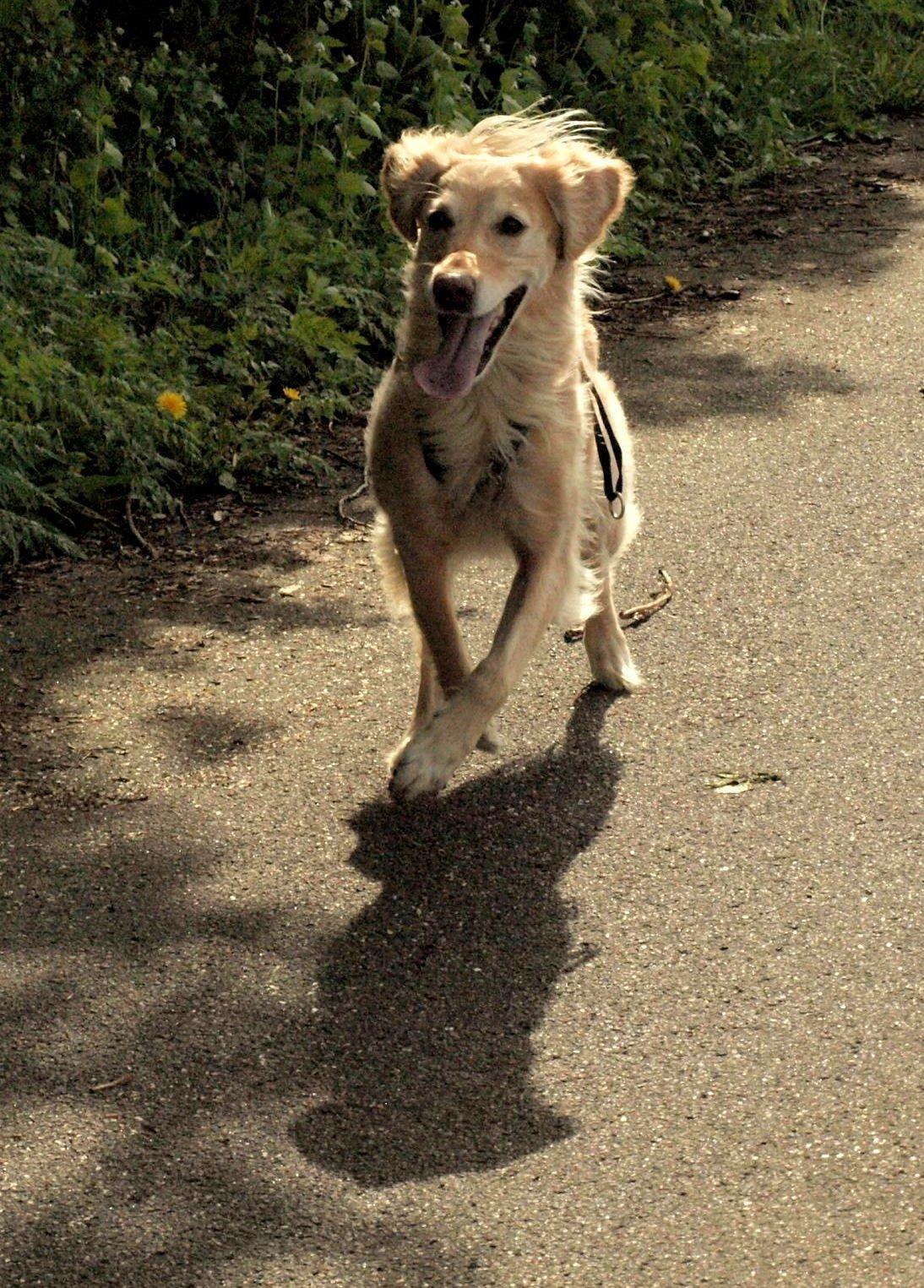 Golden retriever Rosengårdens Soffy billede 11
