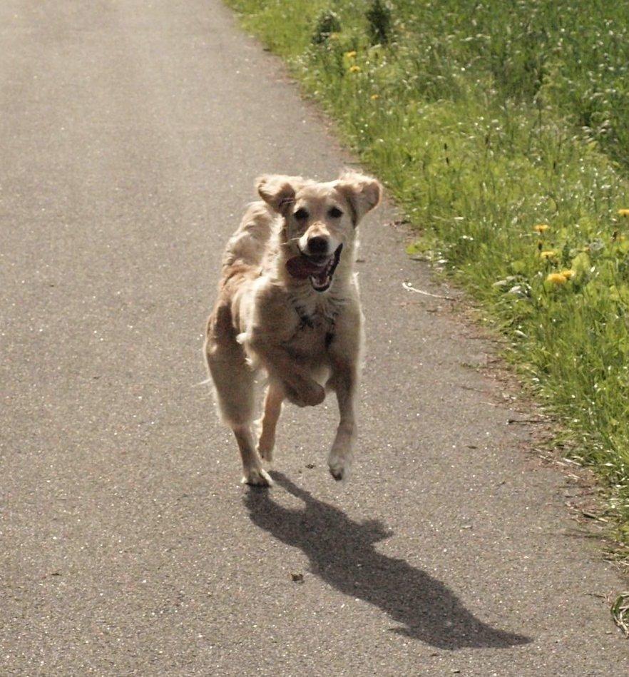 Golden retriever Rosengårdens Soffy billede 2