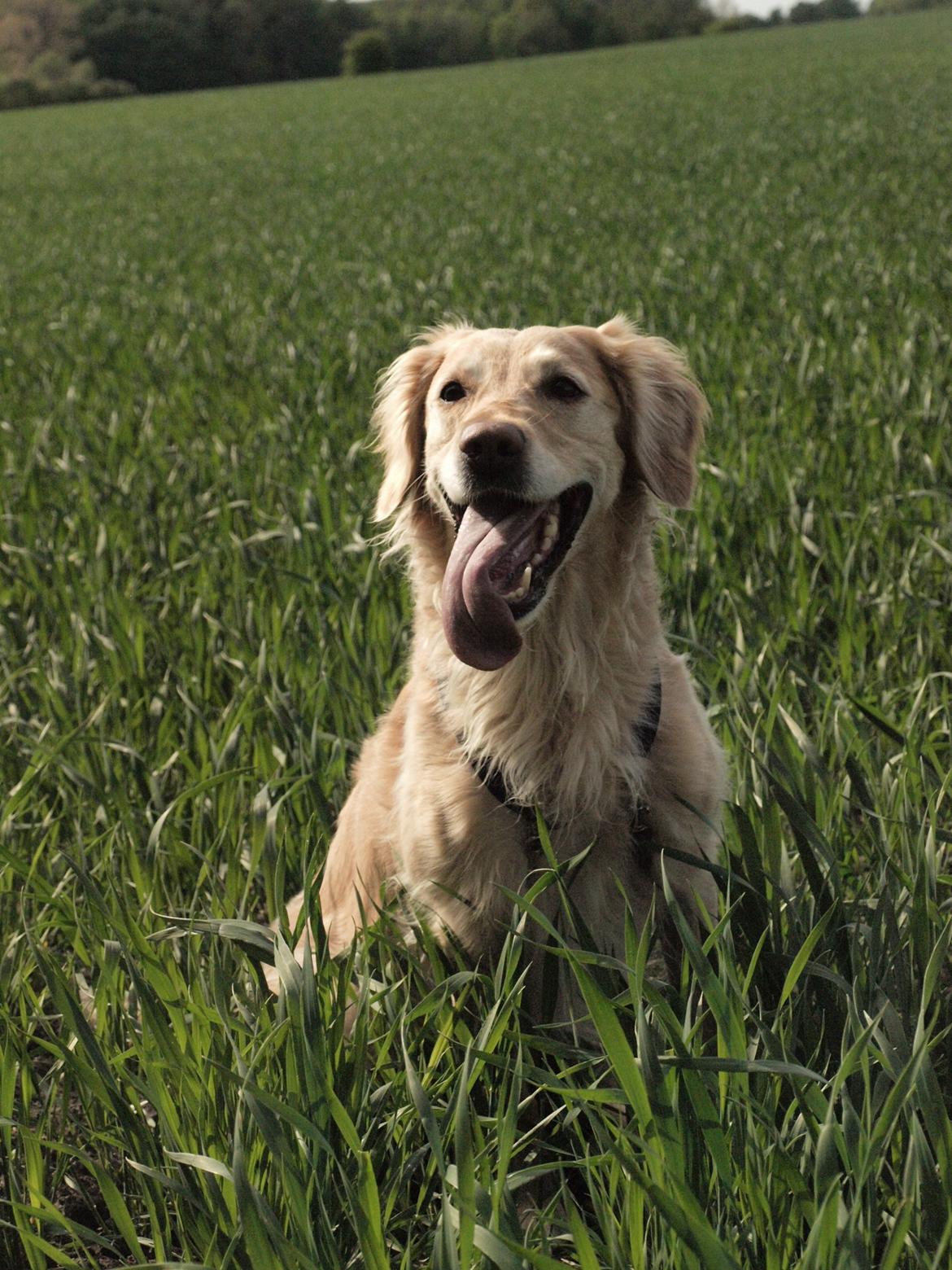 Golden retriever Rosengårdens Soffy billede 5