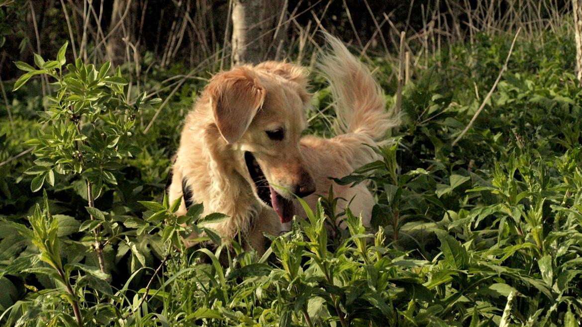 Golden retriever Rosengårdens Soffy billede 12